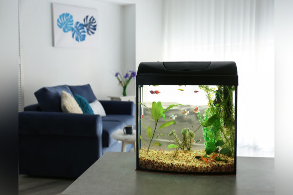 Fish Tank Designs For Living Room