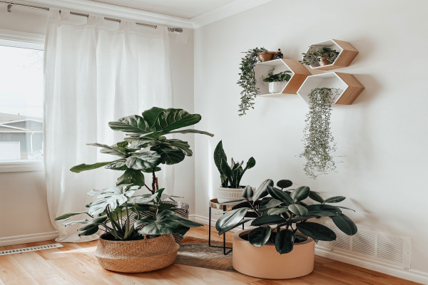 LIVING ROOM PLANT CORNER Living room plants, Living room corner