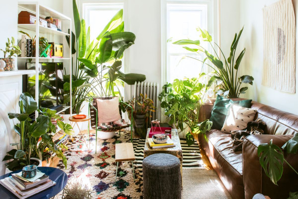 Indoor Plant Decoration In Living Room