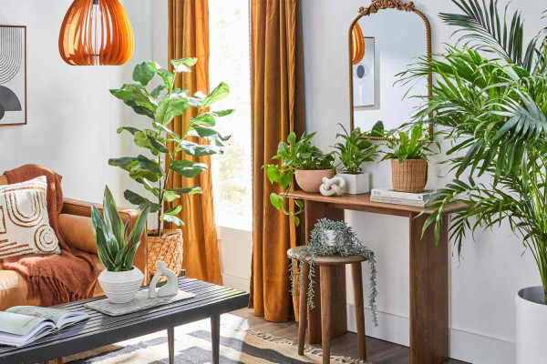 How to Arrange Plants in a Living Room Like a Pro